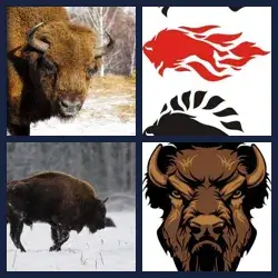 4 Images 1 Mot BISON