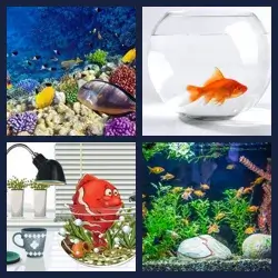 4 Images 1 Mot AQUARIUM