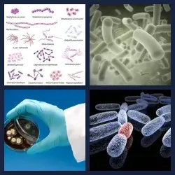 4 Images 1 Mot BACTERIE