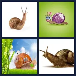 4 Images 1 Mot ESCARGOT