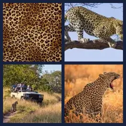 4 Images 1 Mot LEOPARD