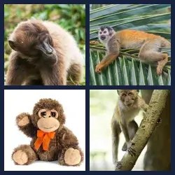 4 Images 1 Mot SINGE