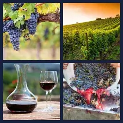 4 Images 1 Mot VIGNOBLE