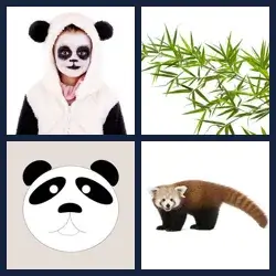 4 Images 1 Mot PANDA