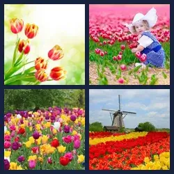 4 Images 1 Mot TULIPES