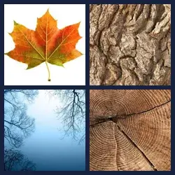 4 Images 1 Mot ARBRE