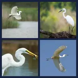 4 Images 1 Mot AIGRETTE