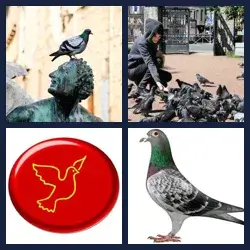 4 Images 1 Mot PIGEON