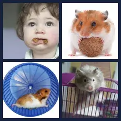 4 Images 1 Mot HAMSTER