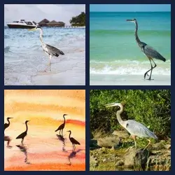 4 Images 1 Mot HERON