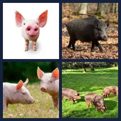 4 Images 1 Mot PORC