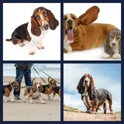 4 Images 1 Mot BASSET