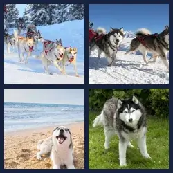 4 Images 1 Mot HUSKY