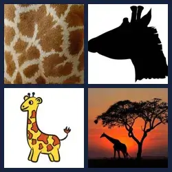 4 Images 1 Mot GIRAFE