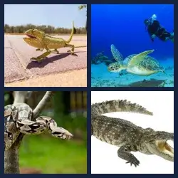 4 Images 1 Mot REPTILES