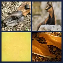 4 Images 1 Mot CHAMOIS