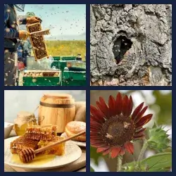 4 Images 1 Mot ABEILLES