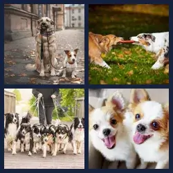 4 Images 1 Mot CHIENS