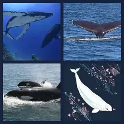 4 Images 1 Mot BALEINE