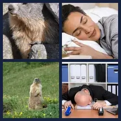 4 Images 1 Mot MARMOTTE