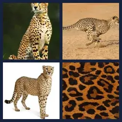 4 Images 1 Mot GUEPARD