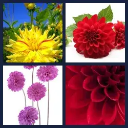 4 Images 1 Mot DAHLIA