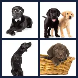 4 images 1 mot niveau 1000