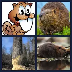 4 images 1 mot niveau 1013