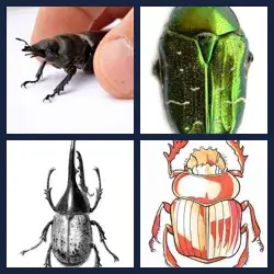 4 images 1 mot niveau 1020