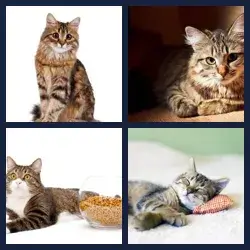 4 images 1 mot niveau 1030