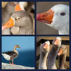 4 images 1 mot niveau 1066