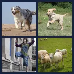 4 images 1 mot niveau 1076