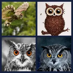 4 images 1 mot niveau 1244