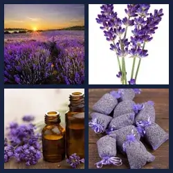 4 images 1 mot niveau 1256