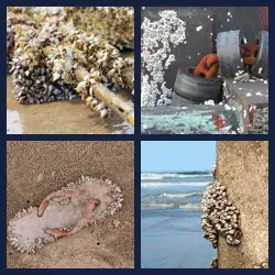 4 images 1 mot niveau 1265