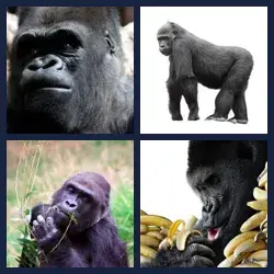 4 images 1 mot niveau 1267