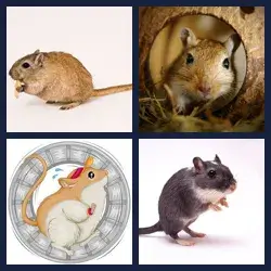 4 images 1 mot niveau 1281