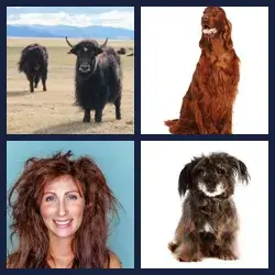 4 images 1 mot niveau 1413