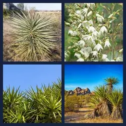 4 images 1 mot niveau 1417