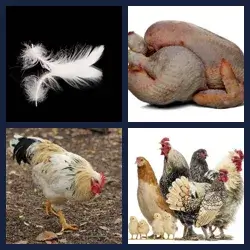 4 images 1 mot niveau 1455