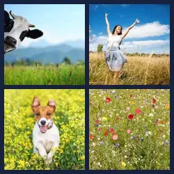 4 images 1 mot niveau 1488