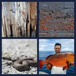 4 images 1 mot niveau 1501