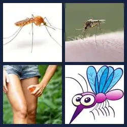 4 images 1 mot niveau 1515