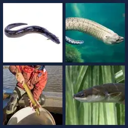 4 images 1 mot niveau 1535