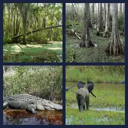 4 images 1 mot niveau 1554