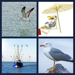 4 images 1 mot niveau 1556