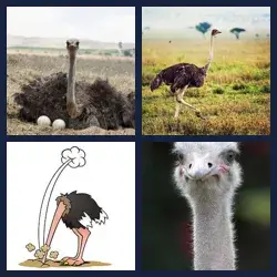 4 images 1 mot niveau 1620