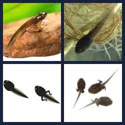 4 images 1 mot niveau 1623