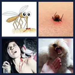 4 images 1 mot niveau 1635