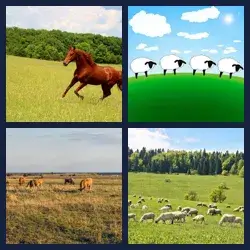 4 images 1 mot niveau 1637